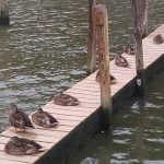 Ducks In A Rock at Newburgh Yacht Club