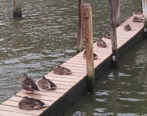 Ducks In A Rock at Newburgh Yacht Club
